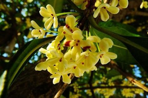 桂花幾月開花|桂花開在什麼季節 一般桂花是在幾月開花